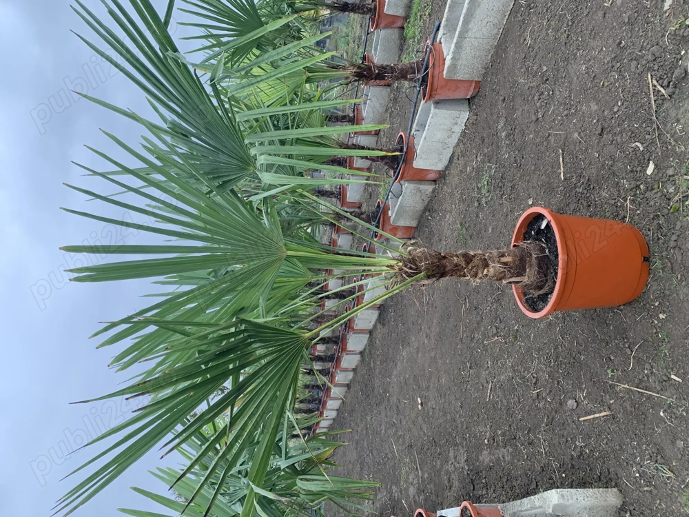 Palmier Tracycarpus Fortunei 