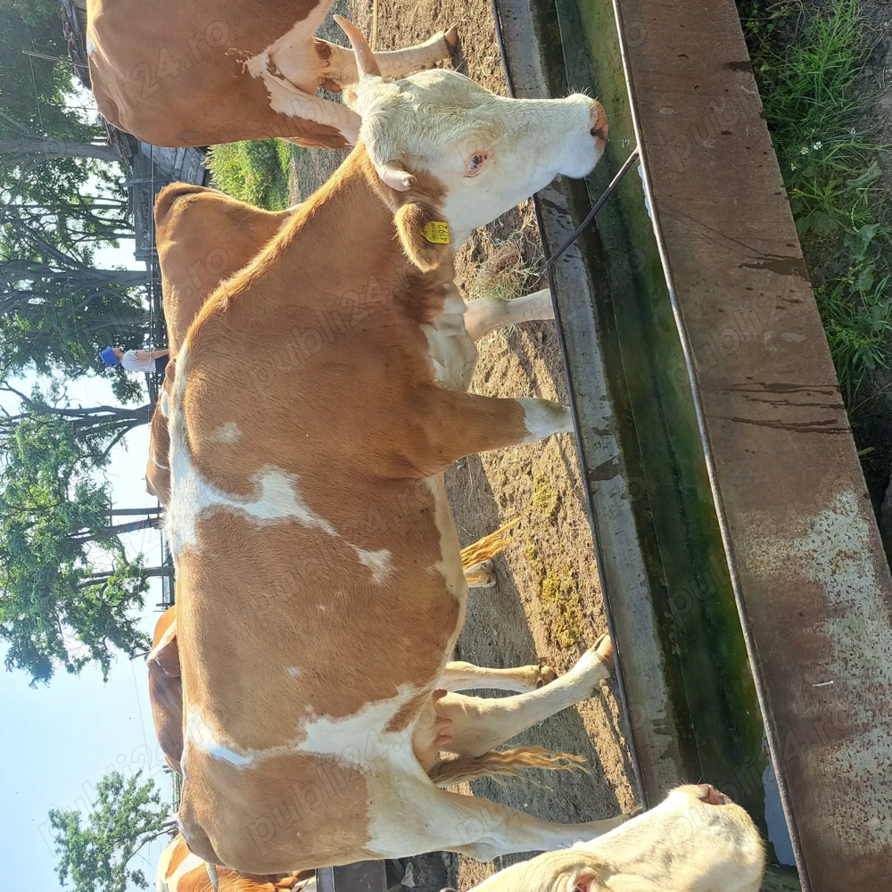 Vaci baltata romsneasca  de vanzare Vaci baltata romsneasca  de vanzare