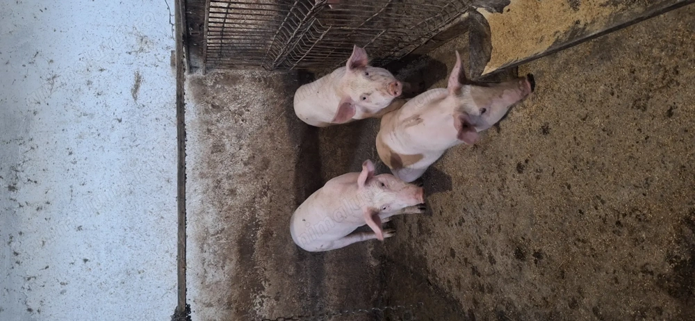 Purcei de 4 luni Purcei de 4 luni