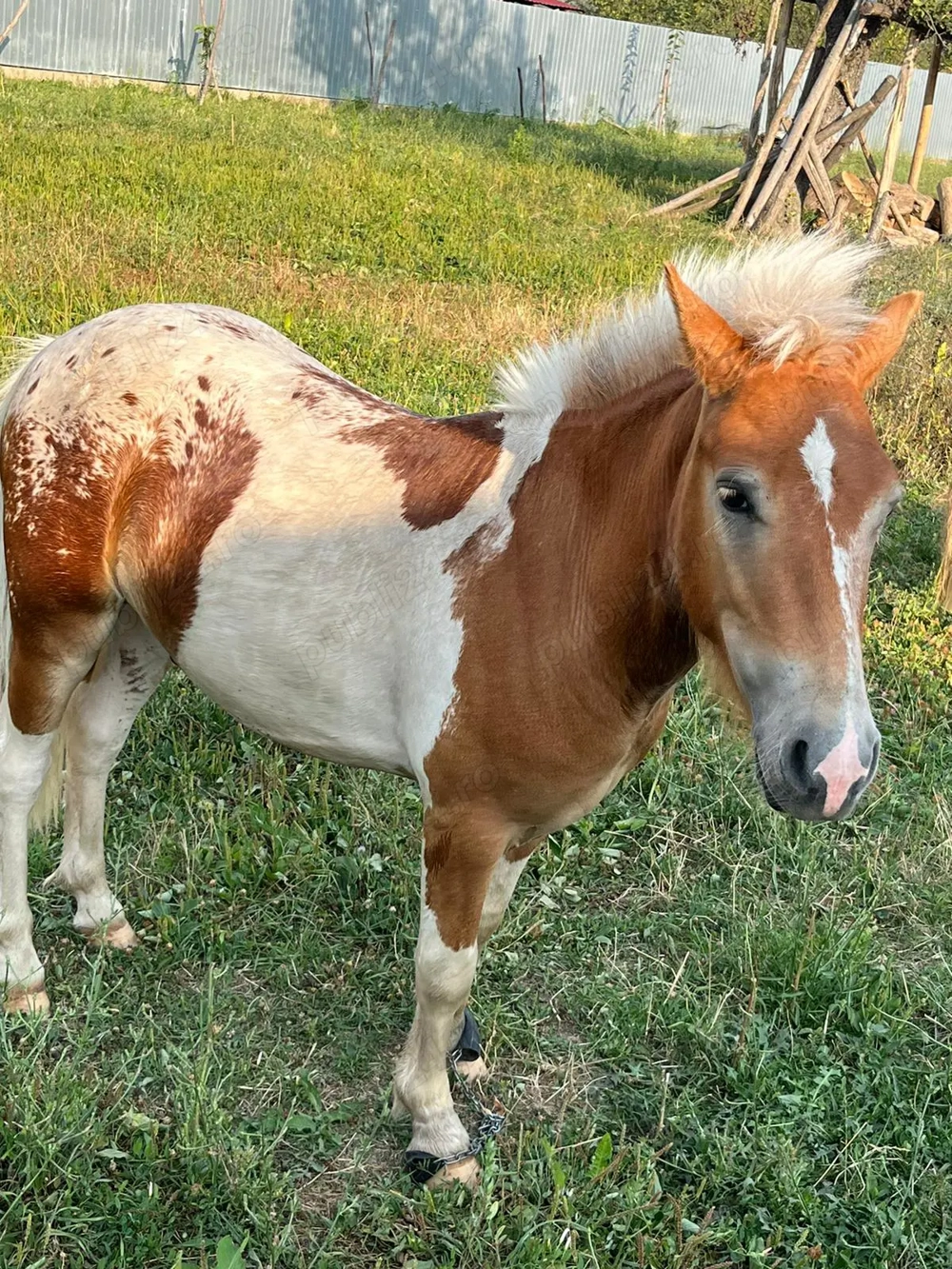Vand ponei manza si manz Vand ponei manza si manz