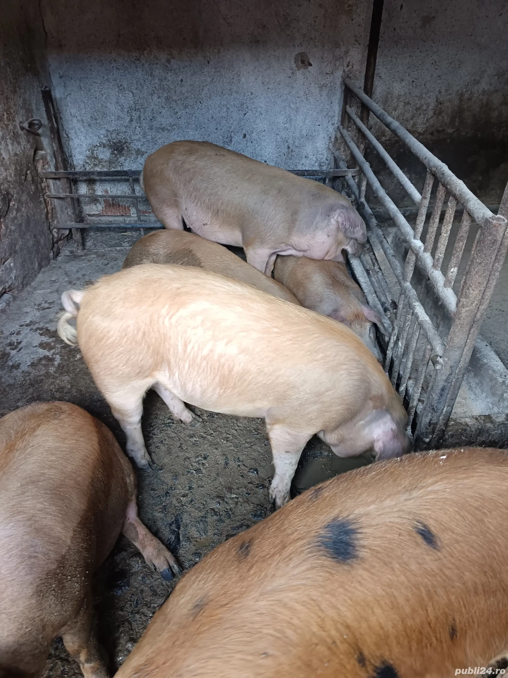 Vând porci  Vând porci