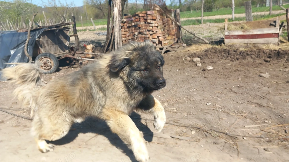 Câine Caucazian  Ciobănesc rasă pură Câine Caucazian  Ciobănesc rasă pură