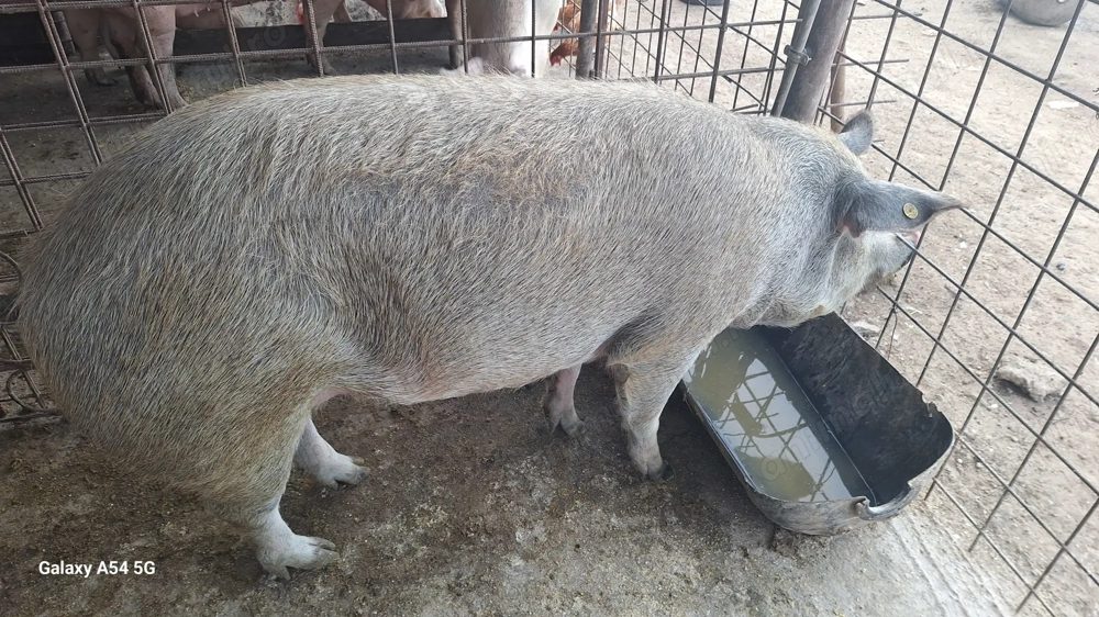 Porci sacrificat pic si durok 