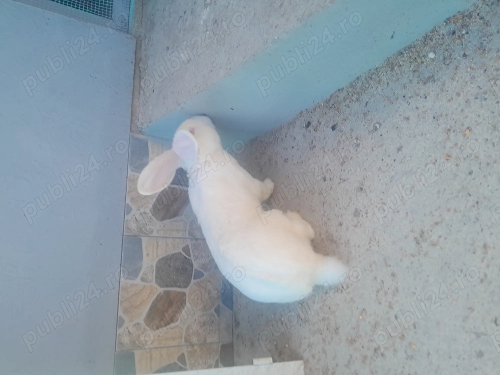 Vînd iepurii frumosi