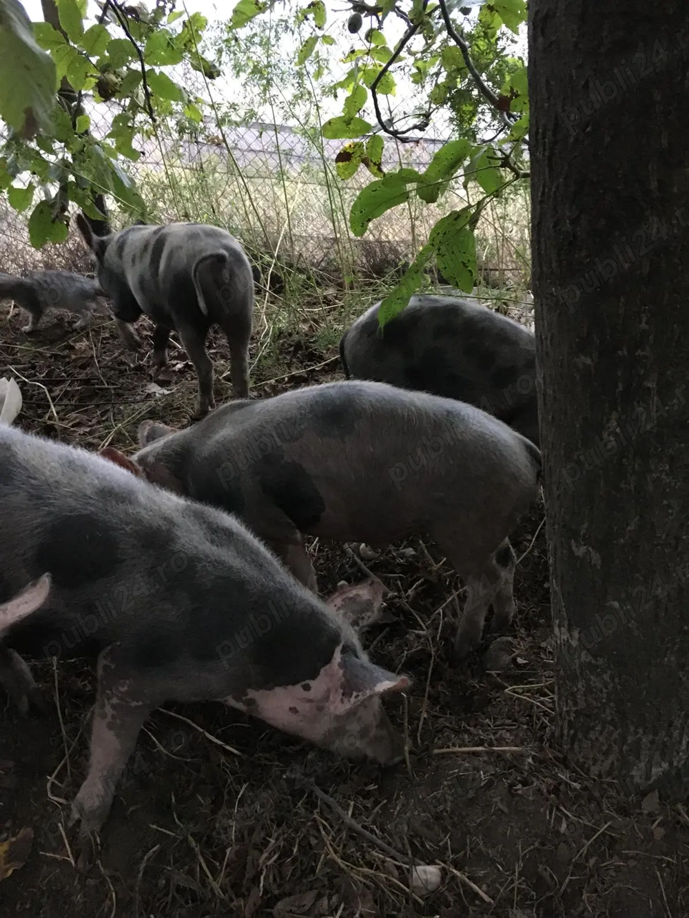 Vand Porci Rasa Mangalita Si Bazna