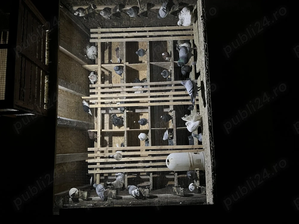 Porumbei voiajori dv 