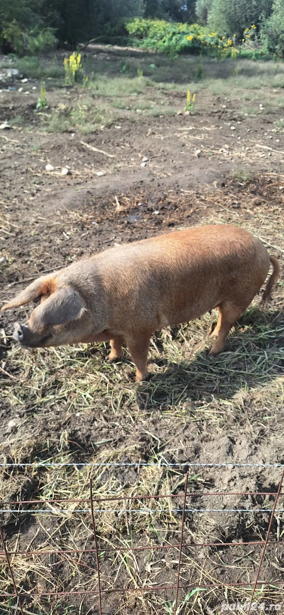 Scroafă duroc de vânzare Scroafă duroc de vânzare