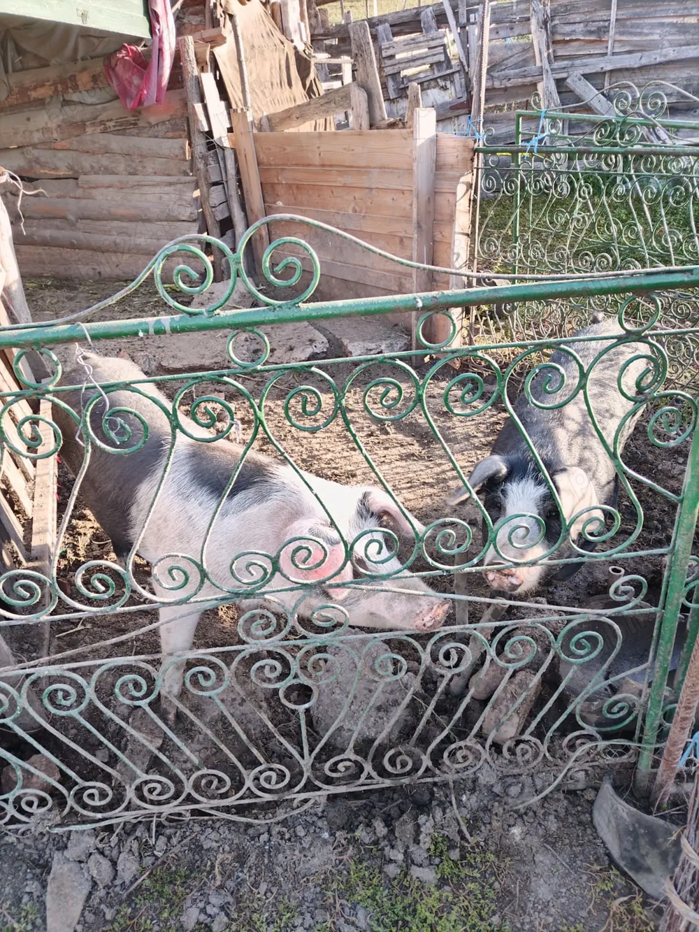 2 purcele, purcea 2 purcele, purcea