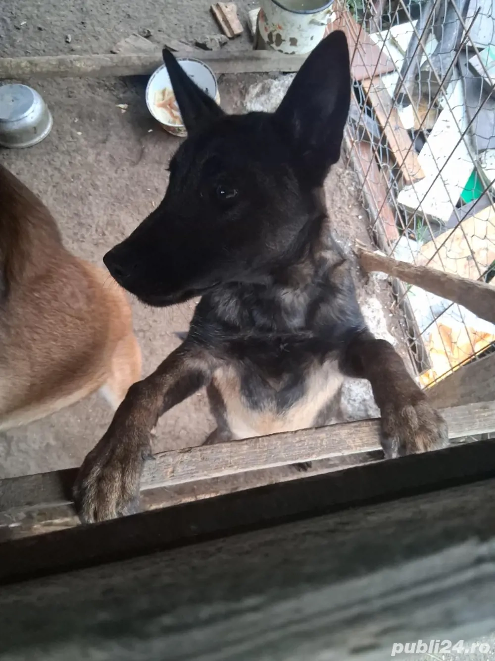 pui ciobanesc belgian