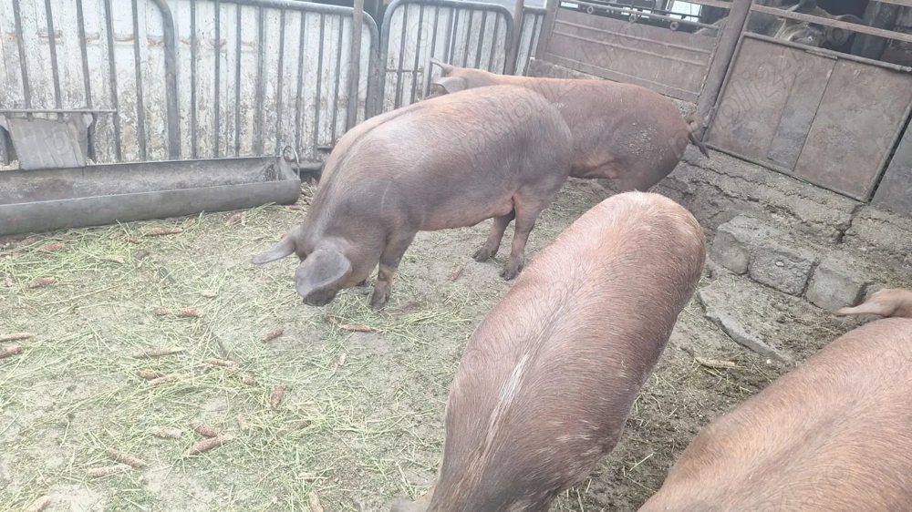 Duroc de carne Duroc de carne