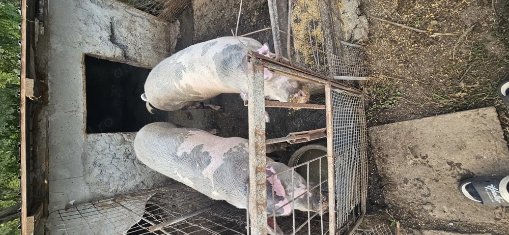 Vând  porci rasă de carne !! 