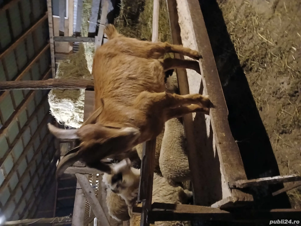 Ied boer red rasa de carne