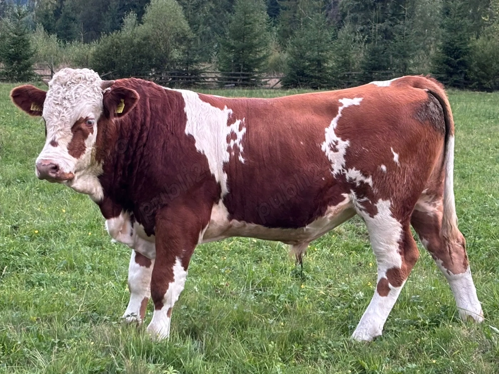 Tăuraș 11 luni, rasa Bălțată Românească (Simmental) - Carne Montă