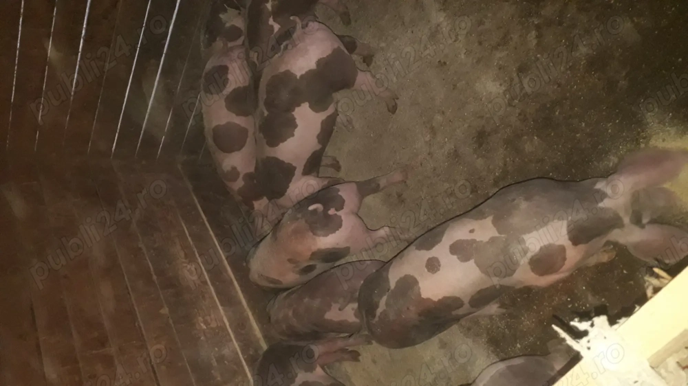 Purcei rasă pură de reproducție si carne. Purcei rasă pură de reproducție si carne.