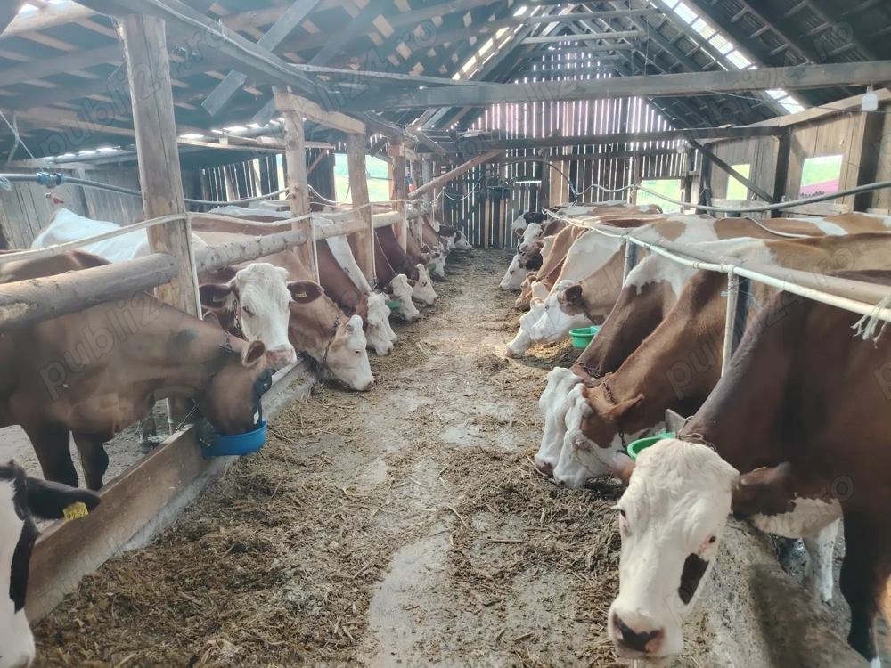 Vaci de lapte și tineret 