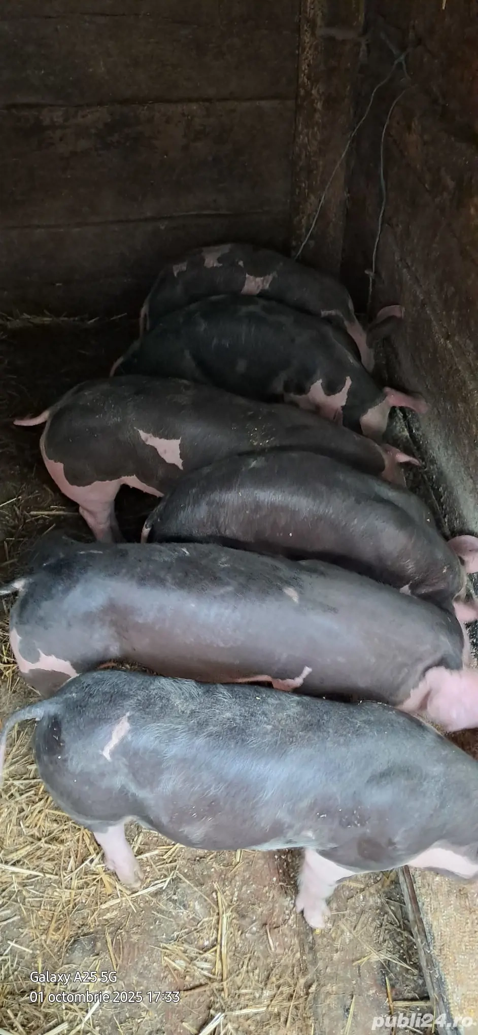              Vând Purcei Pietran