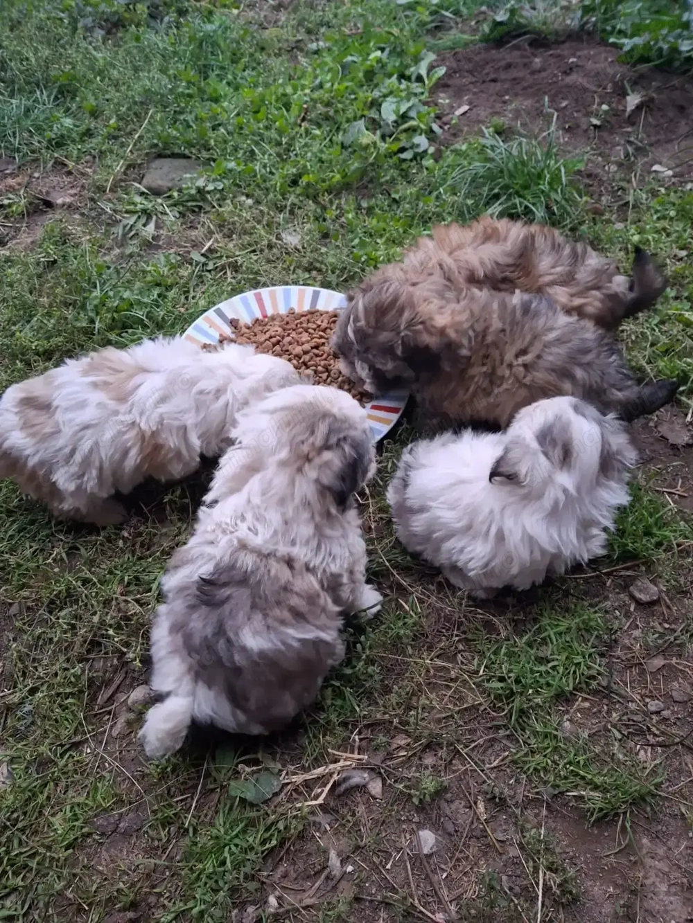 Cáței bison talie mică