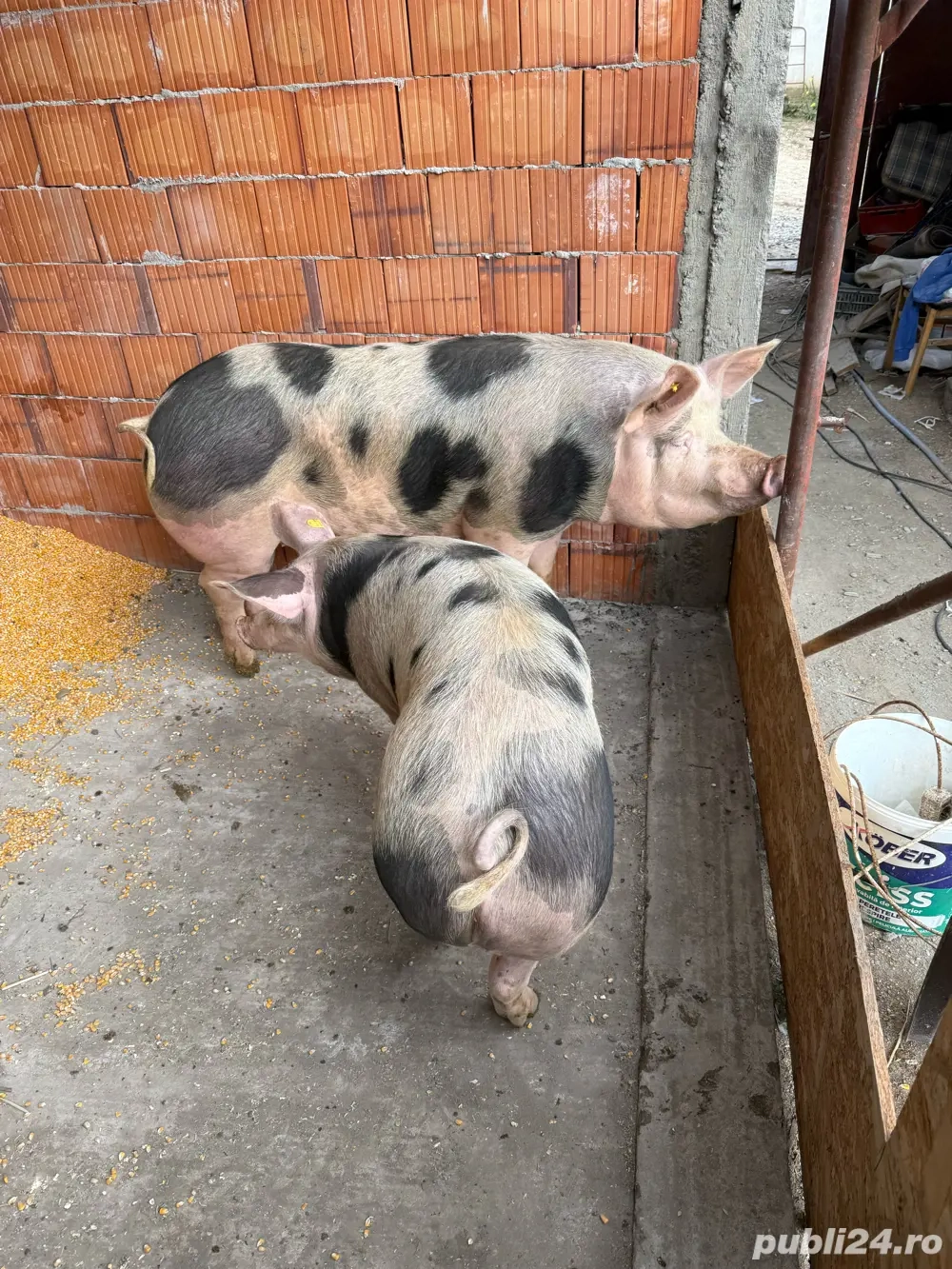 Porci de vanzare Porci de vanzare