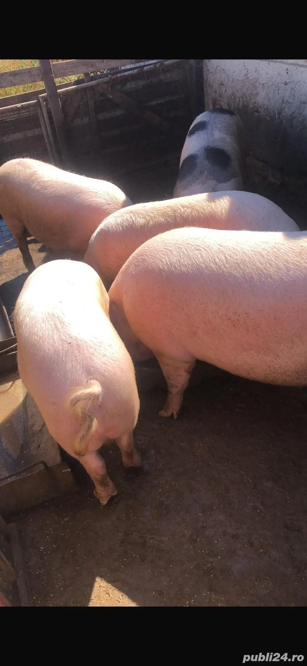 Vand Porci Vand Porci