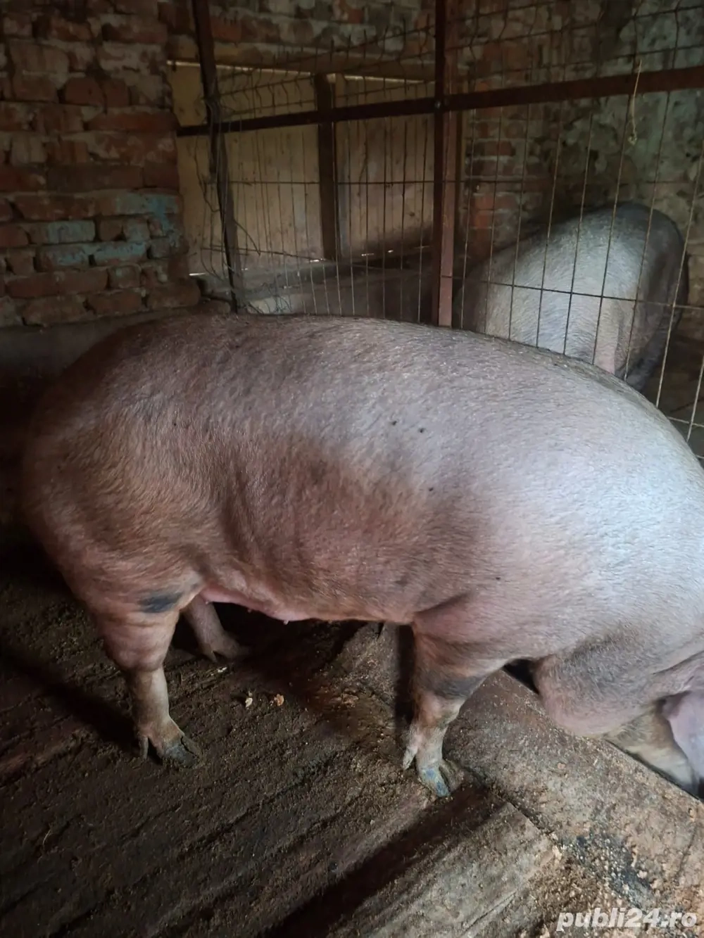 Vand porc rasa Duroc Vand porc rasa Duroc