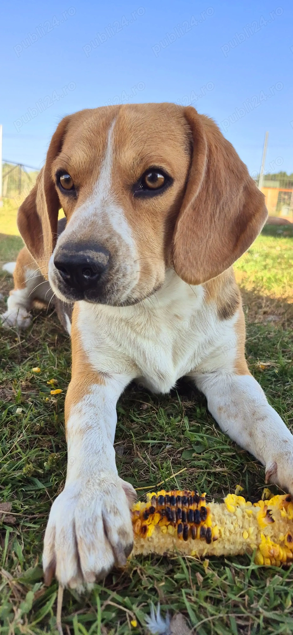 Caine Beagle  de vanzare 