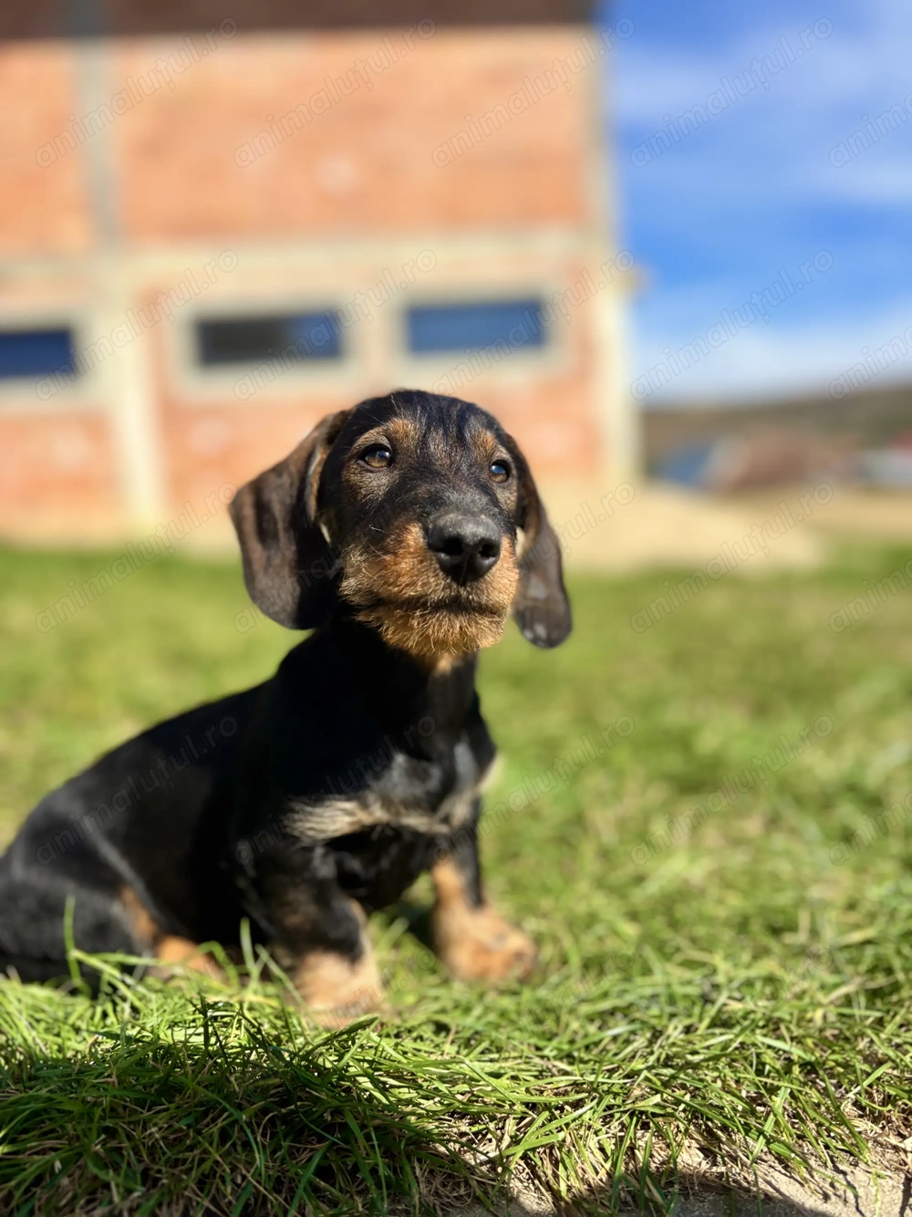 Vând cățelus Teckel