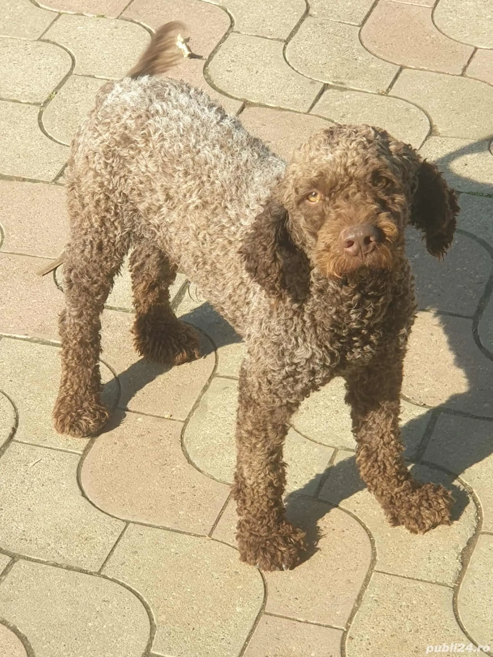 Vând 2 câini lagotto