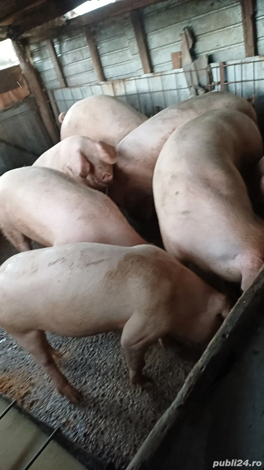 Vând porci de casa  Vând porci de casa