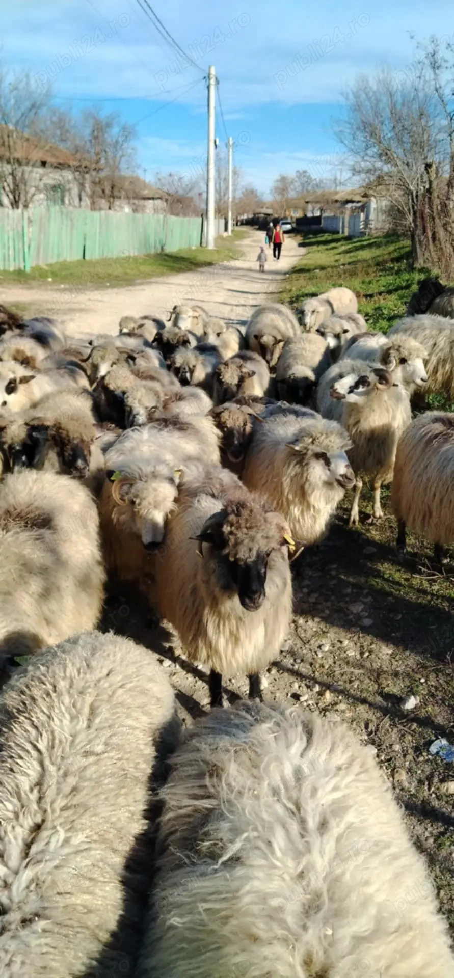 Oi de vânzare 600 lei!! Oi de vânzare 600 lei!!