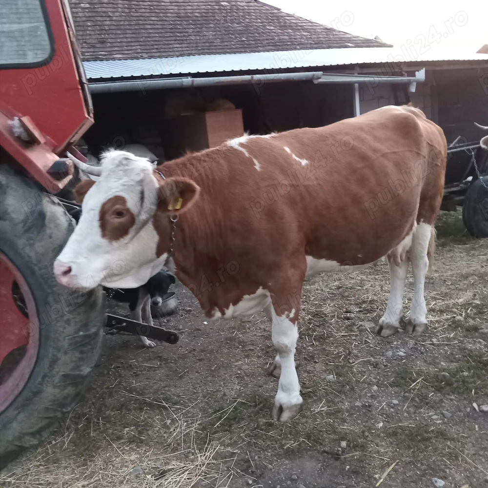 Vând vacă gestantă pret la telefon Vând vacă gestantă pret la telefon
