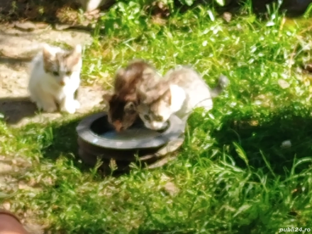 donez pisoi drăgălaș 