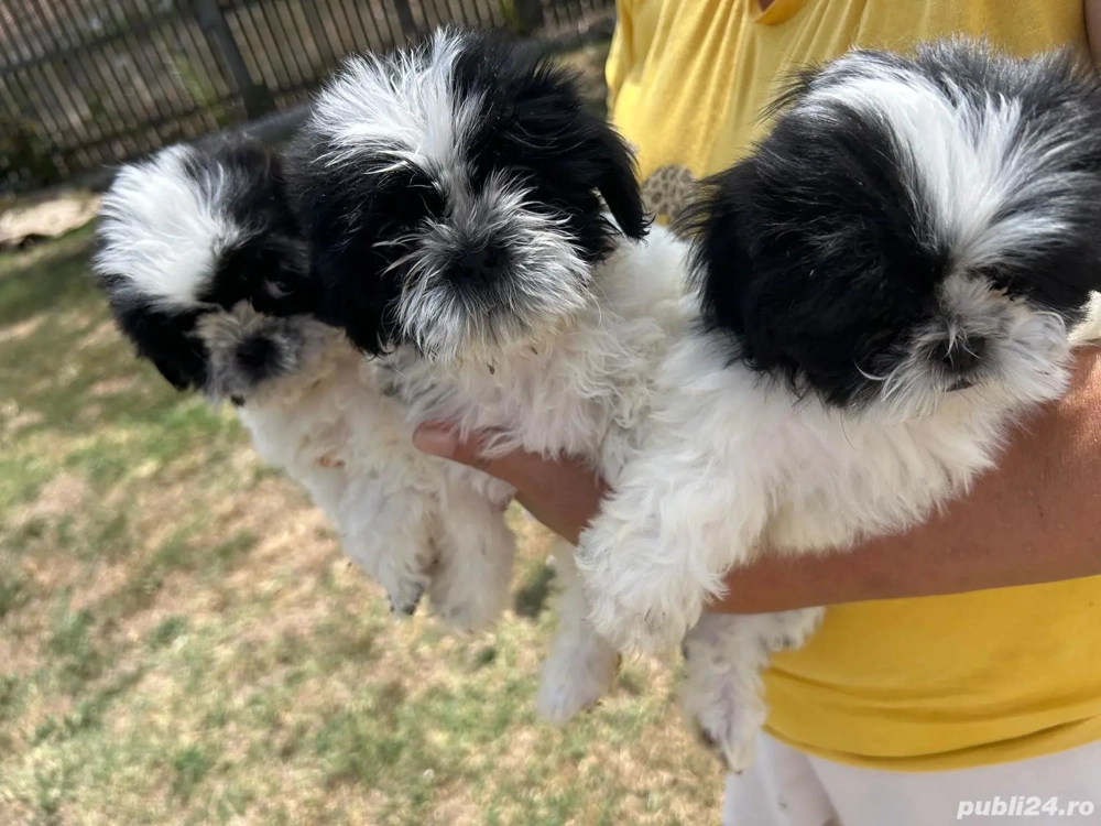 shihtzu dragalasi