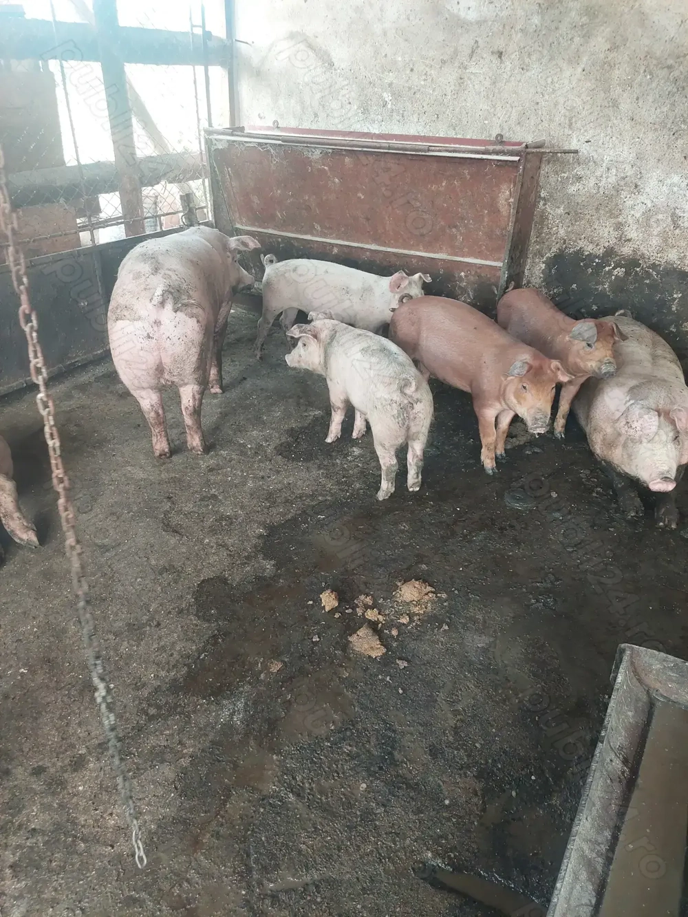 vind grasuni  vind grasuni