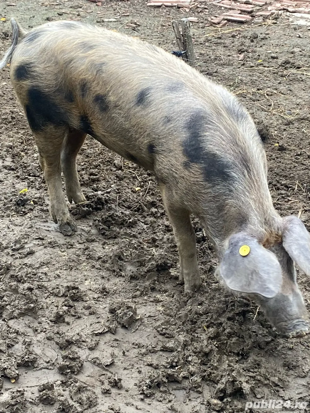 vand o purcica vand o purcica