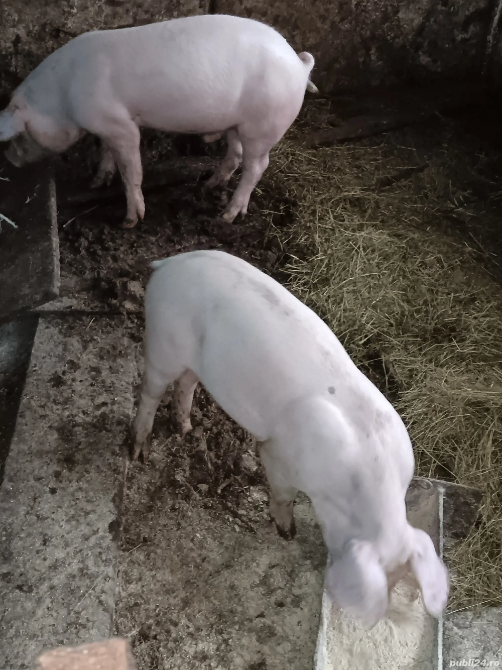 vând purcei patru luni vând purcei patru luni