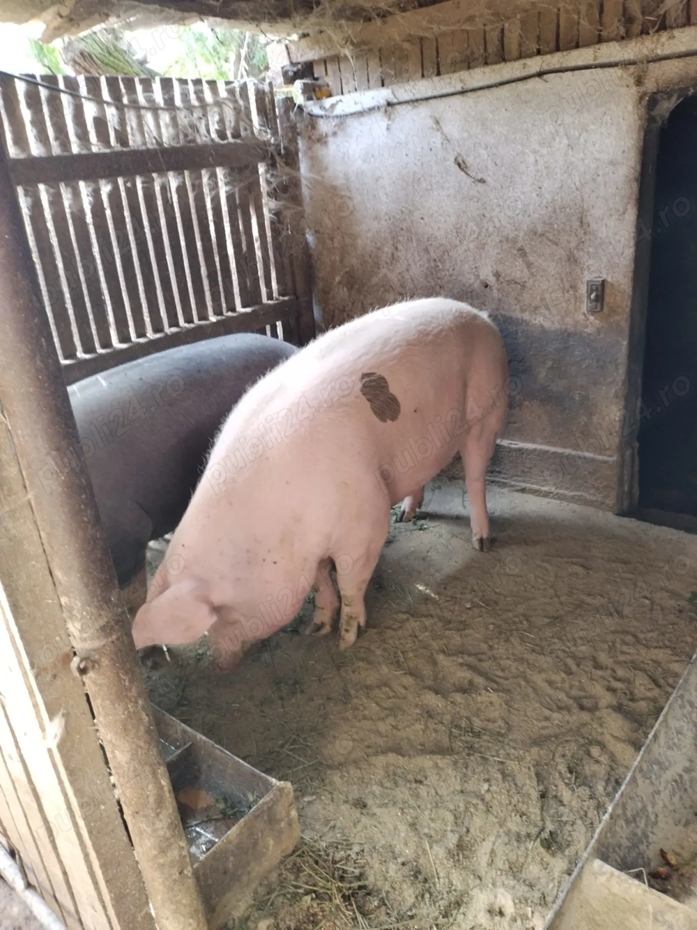 Porci pentru Crăciun 300 si 220kg, poze reale