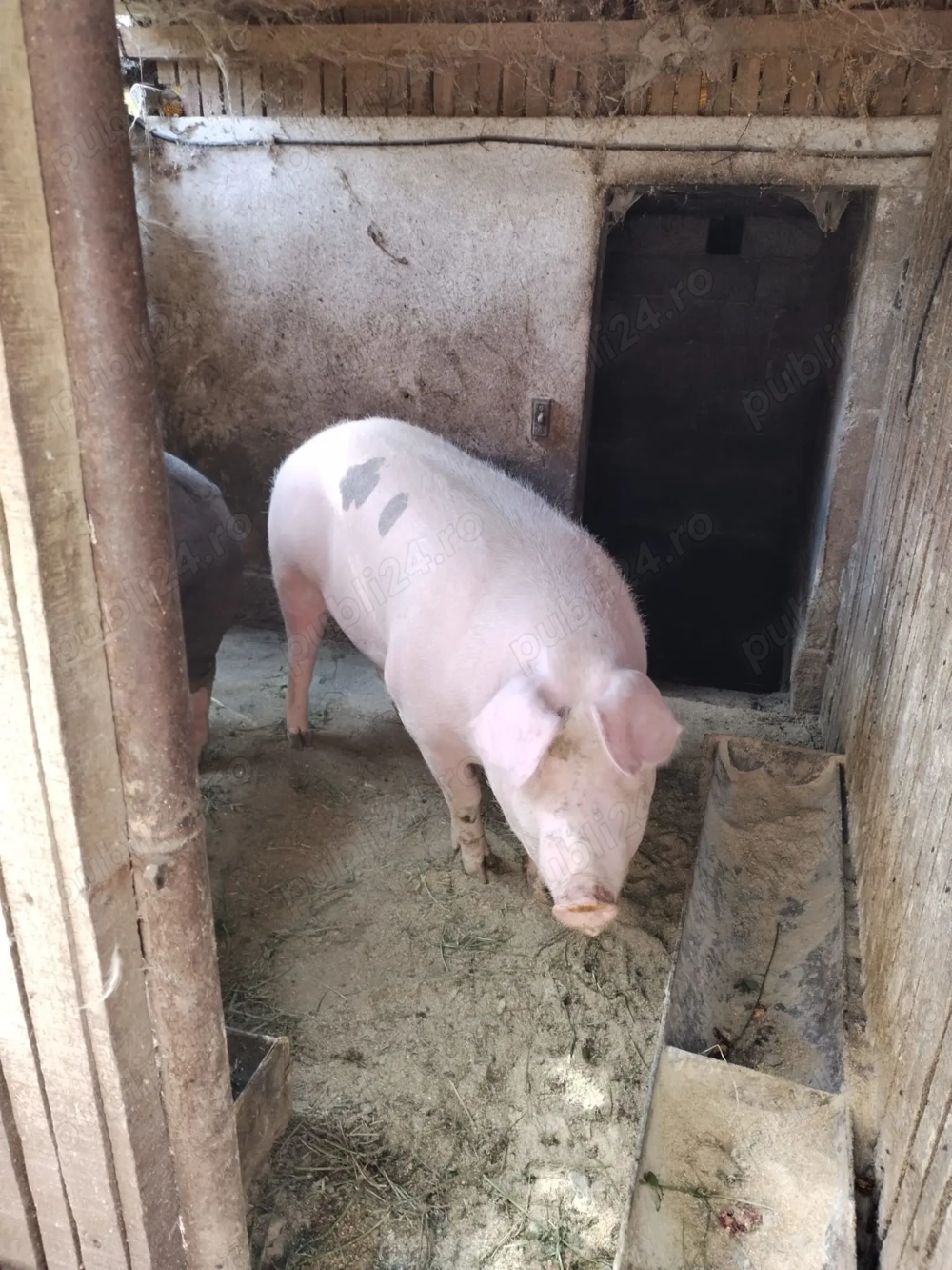 Porci Crăciun 250, 300 kg foto reale
