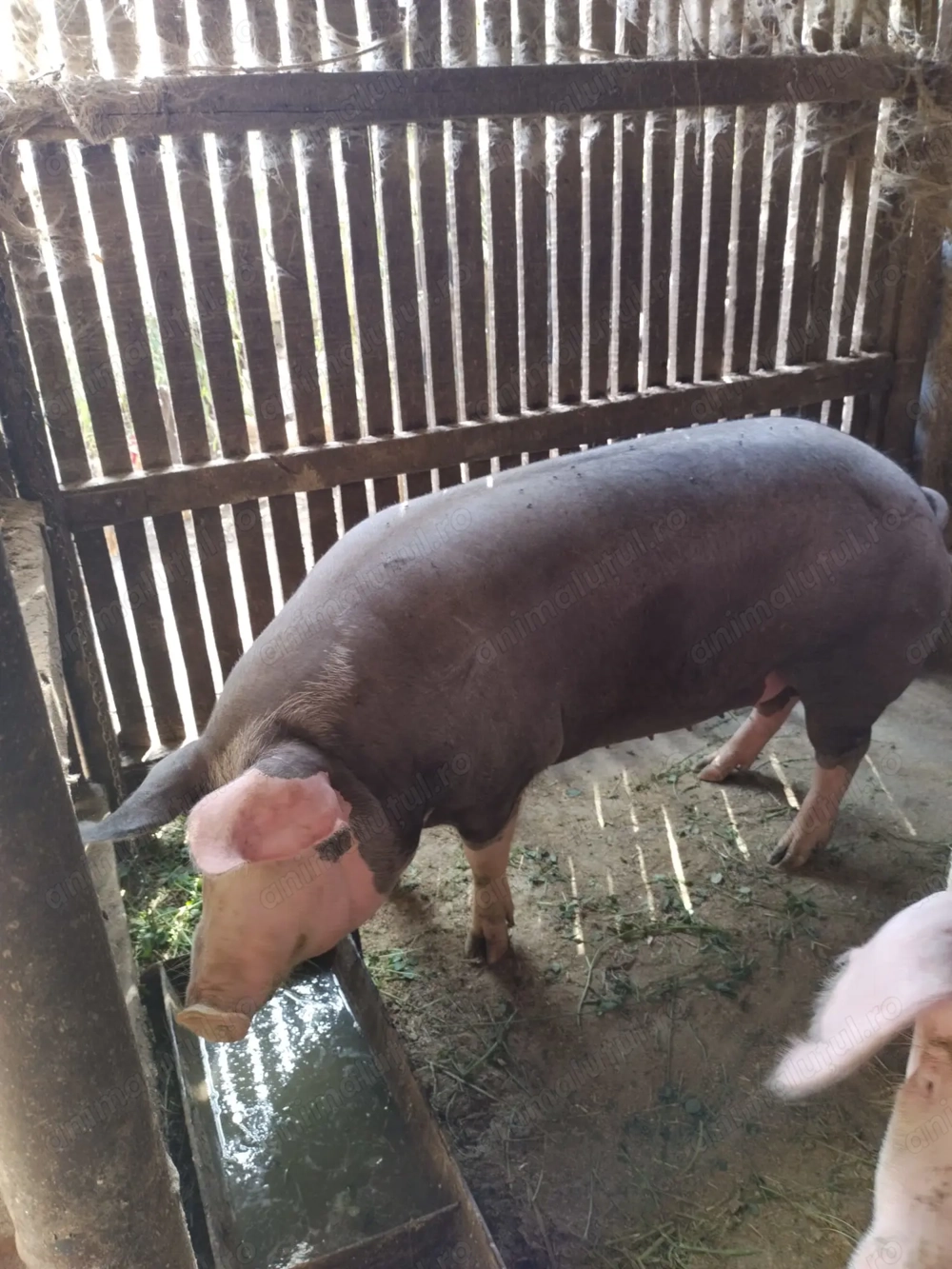 Porci pentru Crăciun 300 si 220kg, poze reale