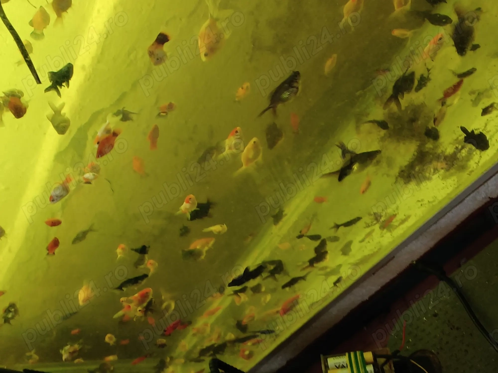 Caras oranda Caras oranda