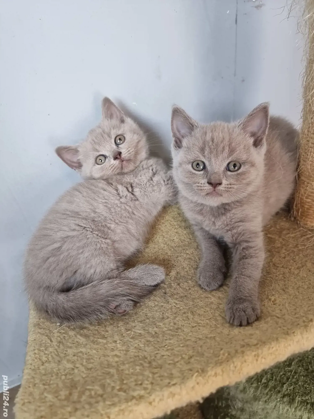 British Shorthair Blue 