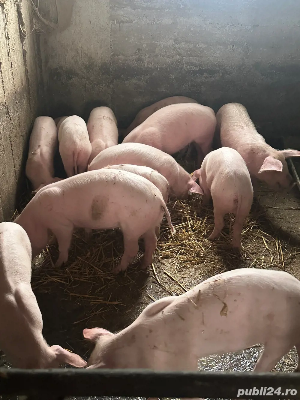 Purcei de vanzare  Purcei de vanzare