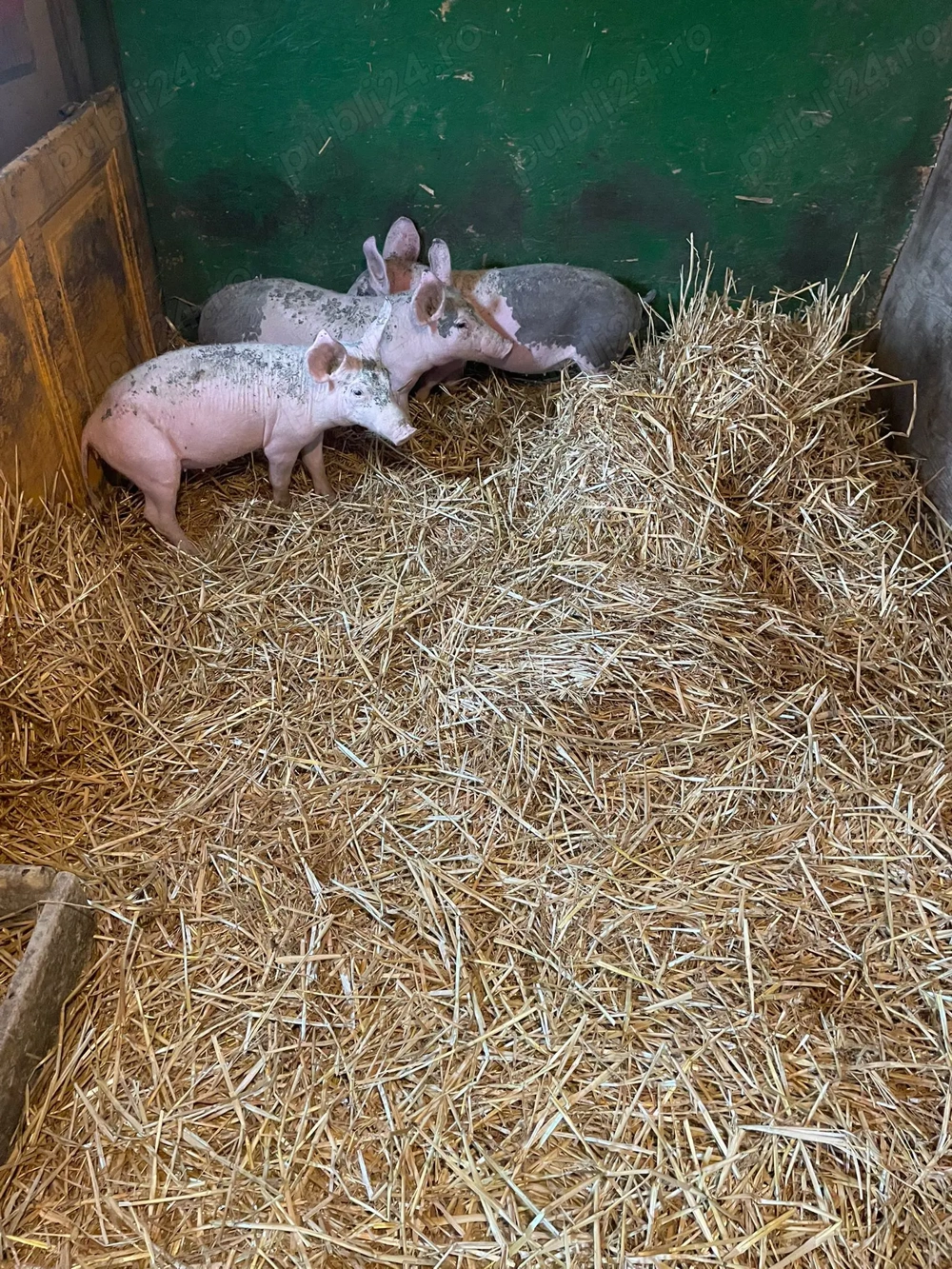 Purcei 6 săptămâni 