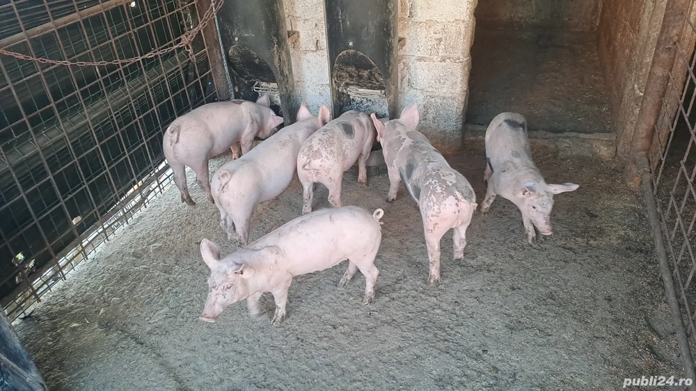 Purcei 9 săptamâni  Purcei 9 săptamâni