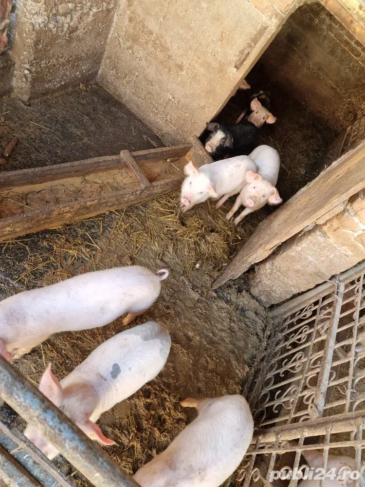 Purecei 14 saptamâni 