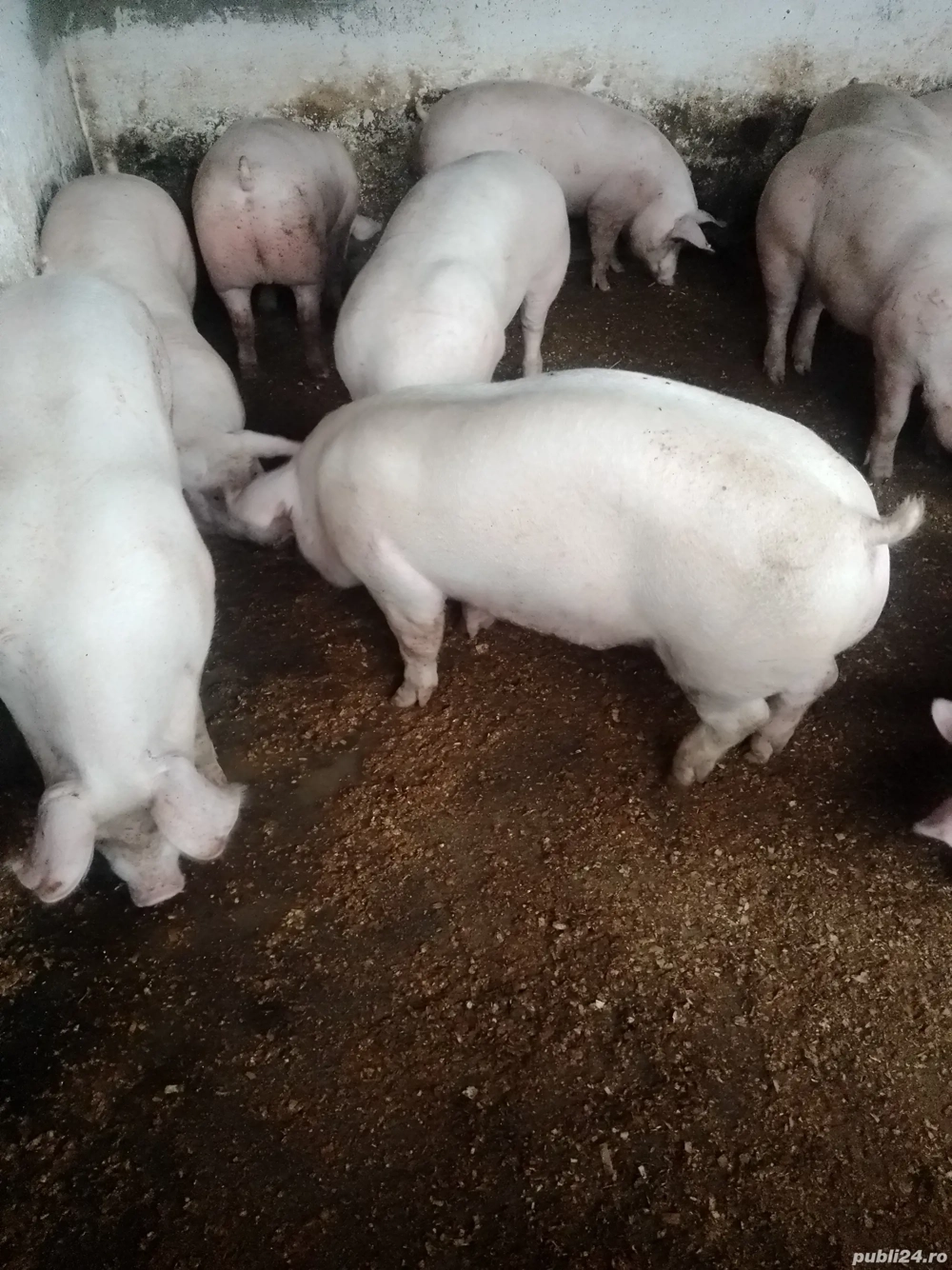 vand porci  vand porci