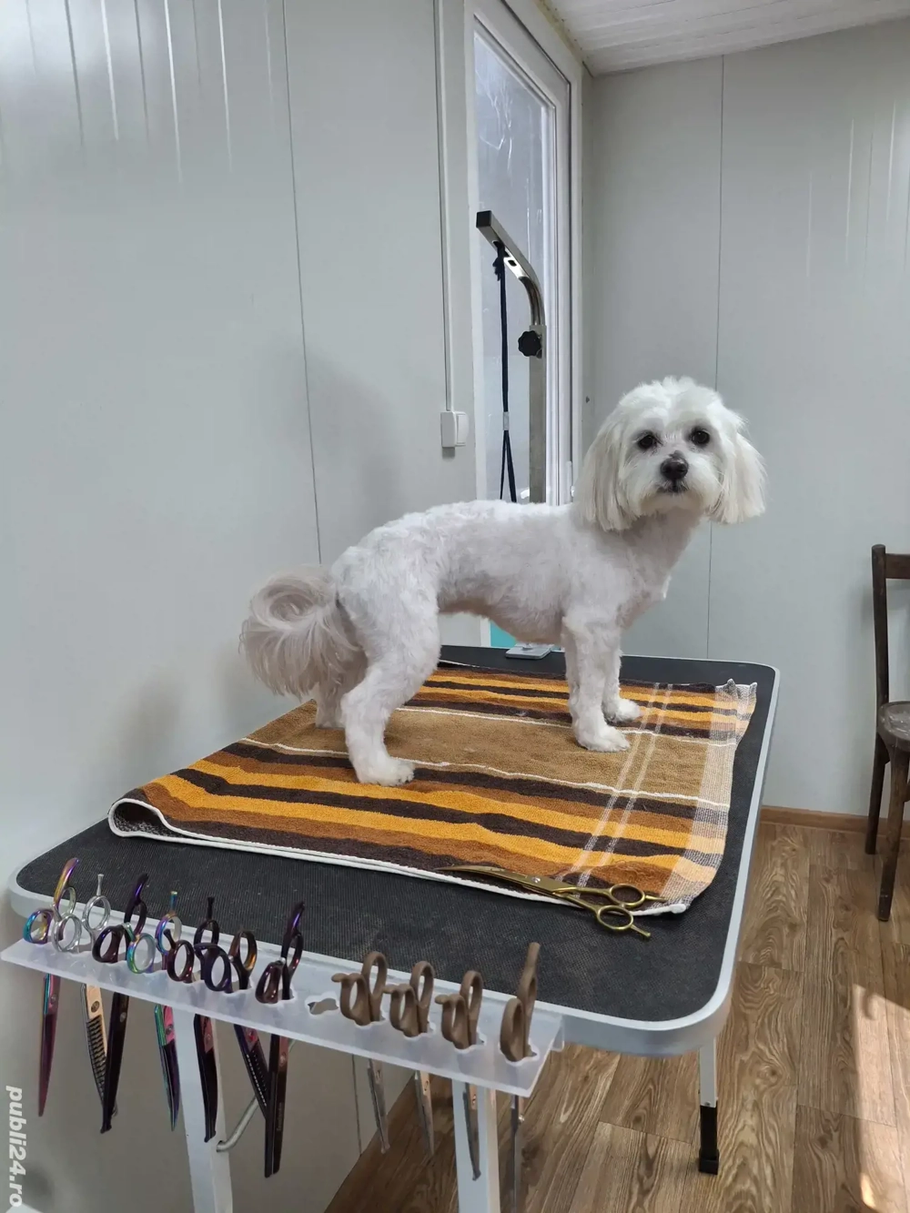 FRIZERIE CANINĂ la domiciliu sau salon 