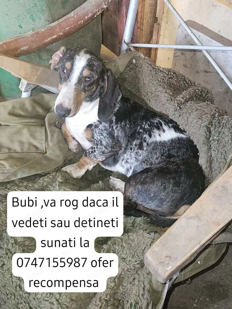 Pierdut Bubi 