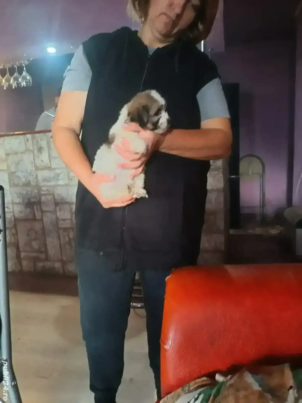 cățelușa bichon  cățelușa bichon