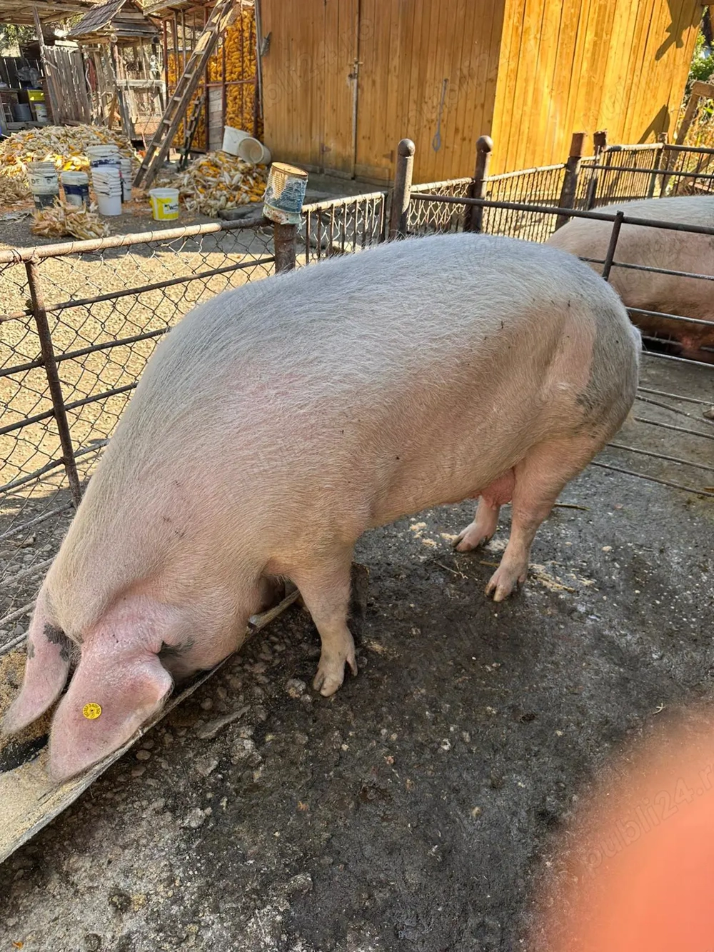 Vând porc pt sacrificat Vând porc pt sacrificat