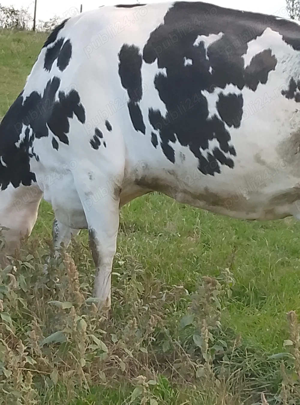 vaca foarte buna de lapte